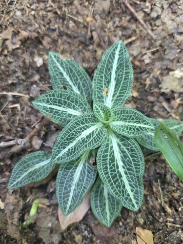 downy rattlesnake plantain