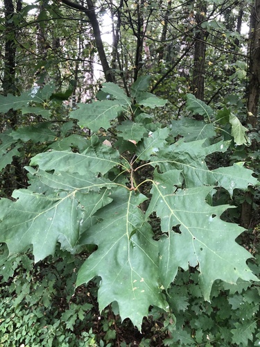 northern red oak
