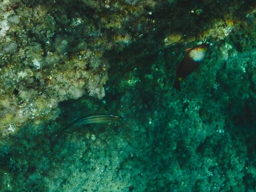 East Atlantic Peacock Wrasse