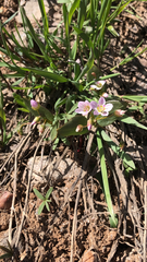 Claytonia lanceolata