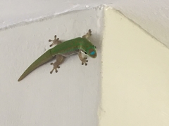Phelsuma cepediana