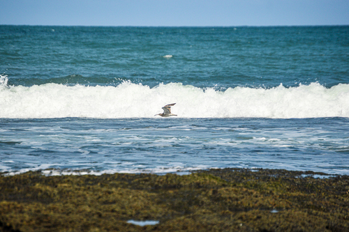 Eurasian Whimbrel