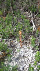 Orobanche teucrii