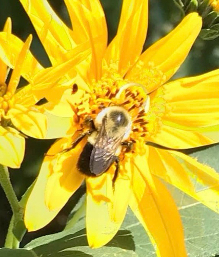 Common Eastern Bumble Bee