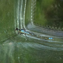 Coenagrion lunulatum