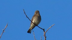 Prodotiscus regulus
