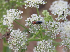 Dilophus occipitalis