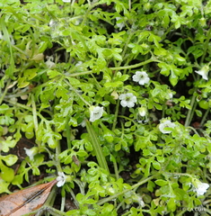 Nemophila pedunculata
