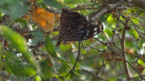 Mexican Bluewing
