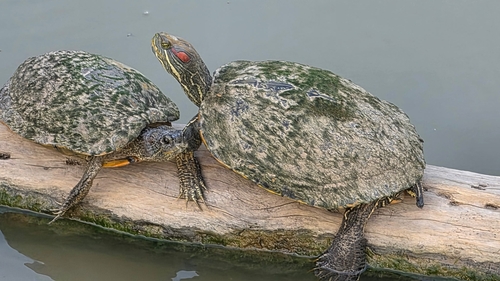 Red-eared Slider