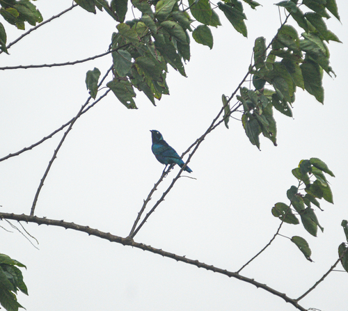 Splendid Starling