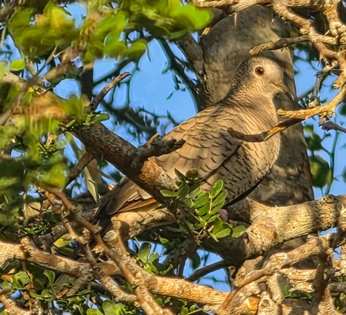 Inca Dove