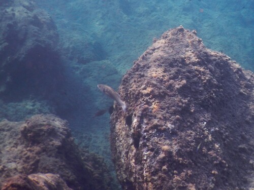 European Seabass