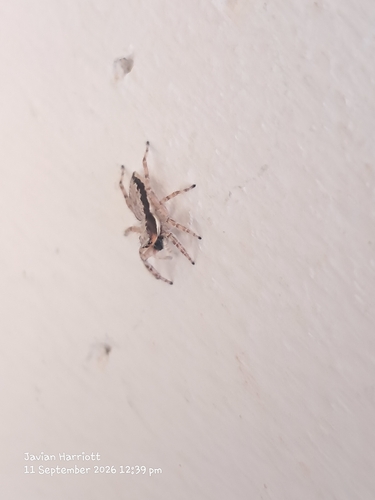 Gray Wall Jumping Spider