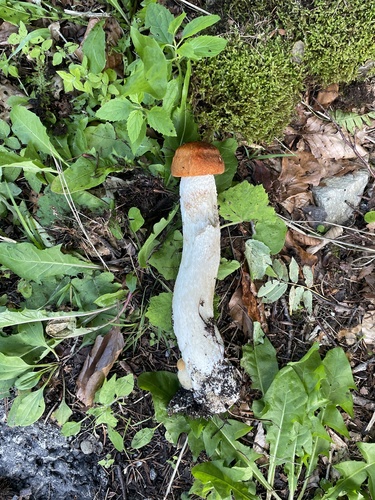 Leccinum leucopodium