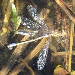 Coenagrion lunulatum