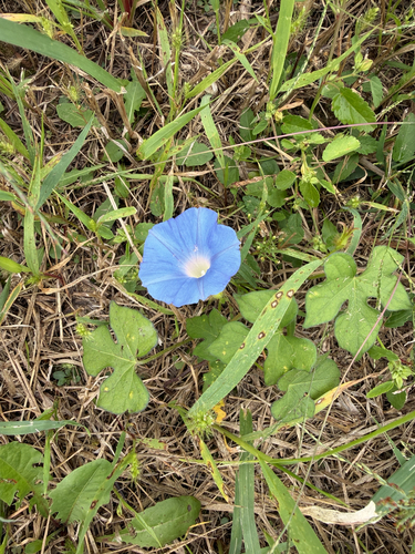 ivy-leaved morning-glory