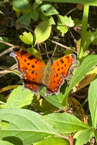 Eastern Comma