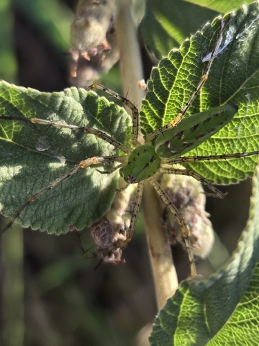Green Lynx Spider