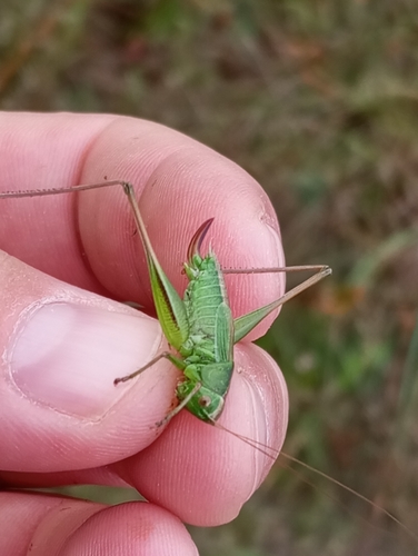Bicolour Meadow Bush-cricket