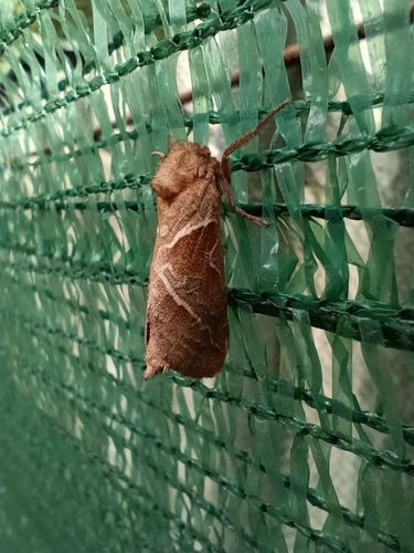 Orange Swift