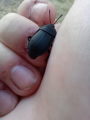 Obscure Carrion Beetle