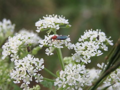 Dilophus occipitalis
