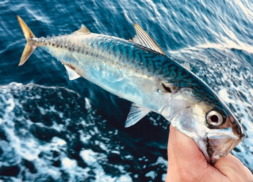 Pacific Chub Mackerel