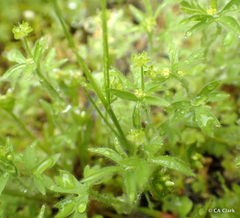 Ranunculus hebecarpus