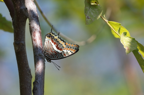 Two-tailed Pasha