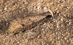 Acrolophus mortipennella