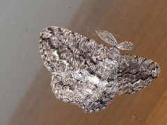 Scioglyptis canescaria