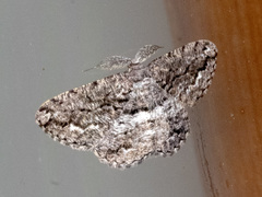 Scioglyptis canescaria