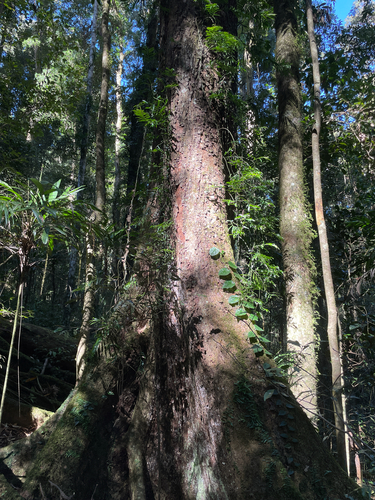 Argyrodendron actinophyllum, 2026-09-14