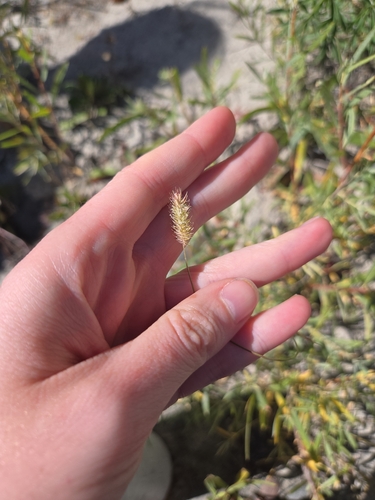 Phleum alpinum observed 2026-09-13