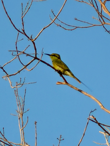 African Green Bee-eater