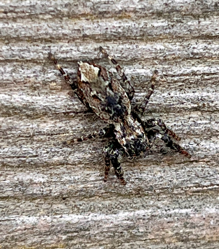 Fencepost jumping spider