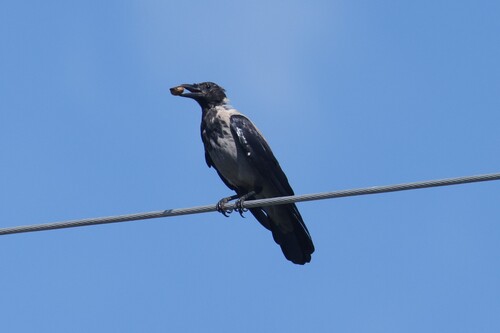 Hooded Crow