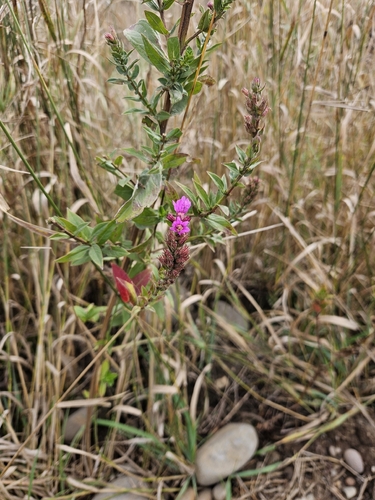 purple loosestrife