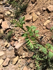 Hosackia crassifolia crassifolia