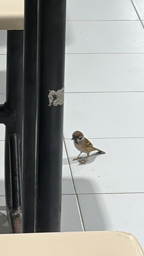 Eurasian Tree Sparrow