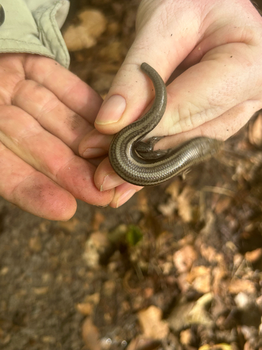 Common Five-lined Skink