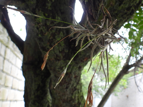 Tillandsia recurvata, photograph 6