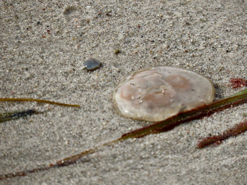 Common Moon Jelly