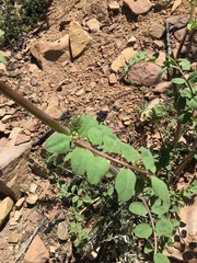 Hosackia crassifolia crassifolia