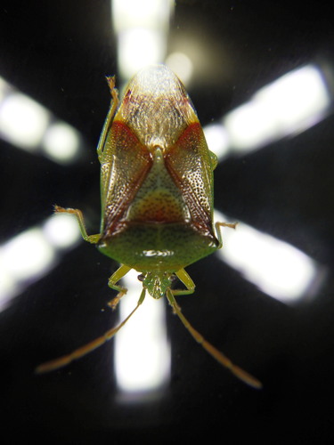 Birch Shield Bug