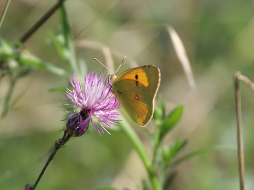 Clouded Yellow