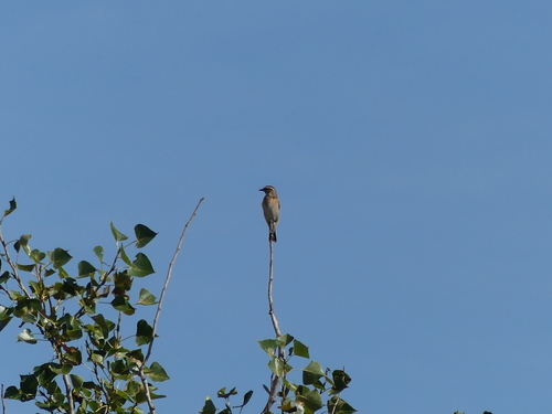 Whinchat