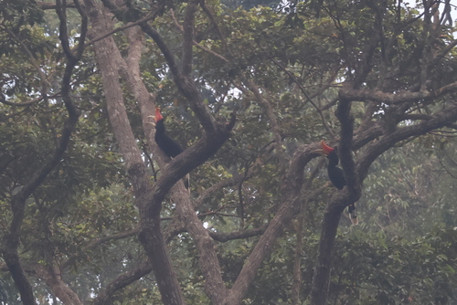 Rhinoceros Hornbill