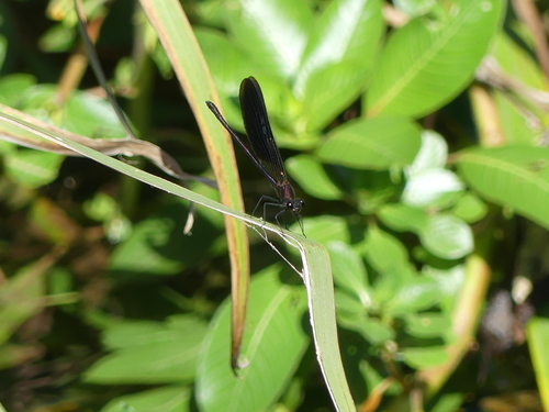 Copper Demoiselle